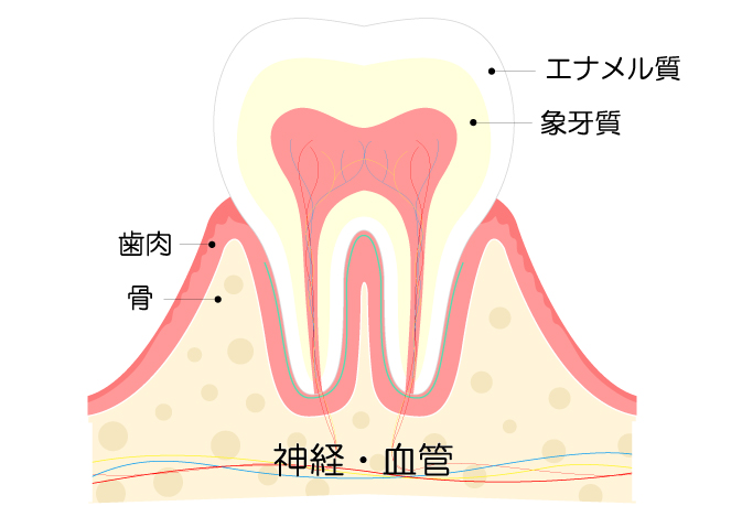 歯と神経のイメージ